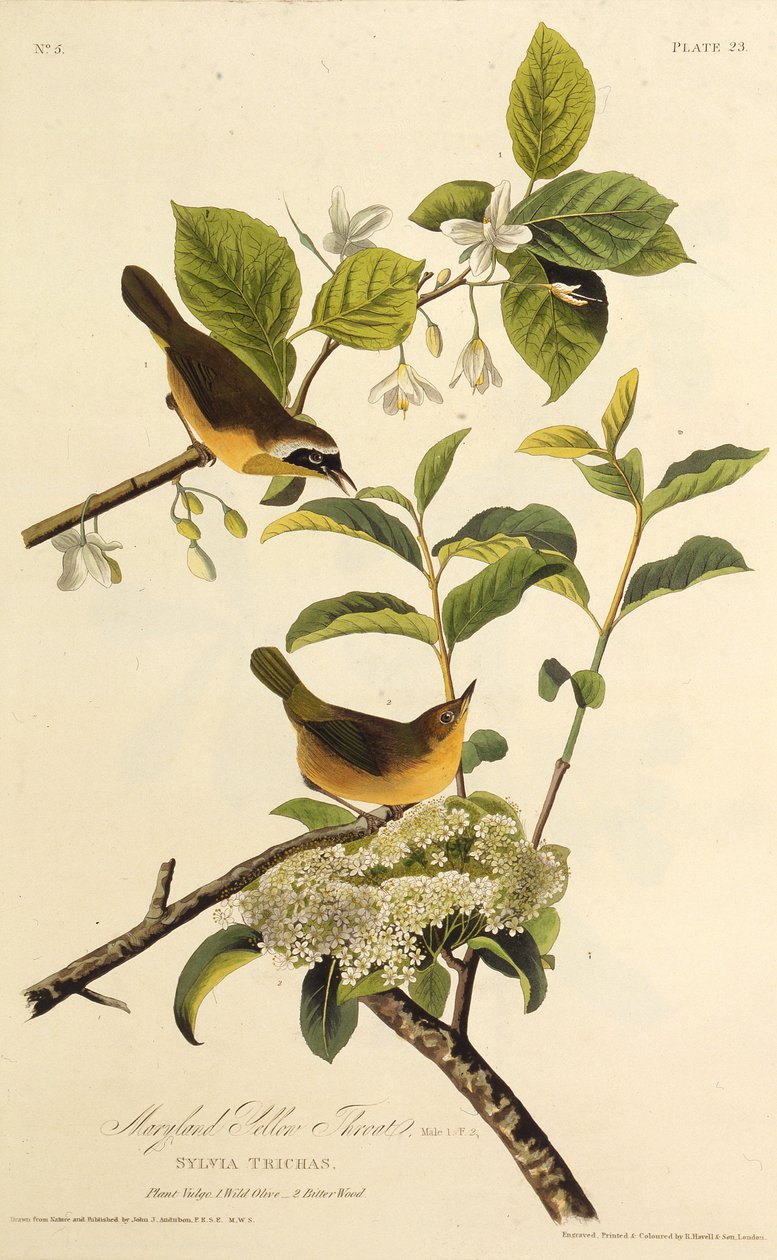 メリーランドイエロースロート。アメリカの鳥、1827-1838から。 作： ジョン・ジェームス・オーデュボン