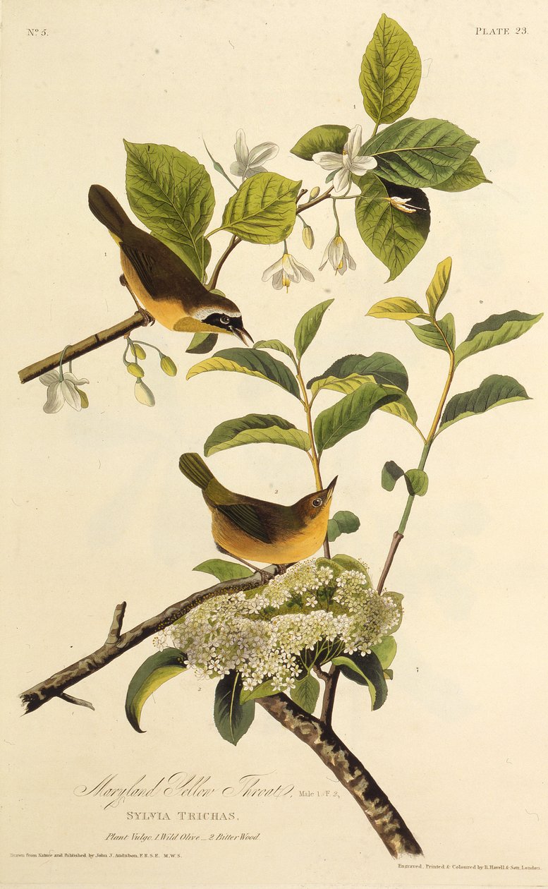 メリーランドイエロースロート。アメリカの鳥、1827-1838から。 作： ジョン・ジェームス・オーデュボン