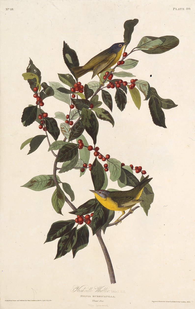 ナッシュビルのウグイス。アメリカの鳥、1827-1838から。 作： ジョン・ジェームス・オーデュボン