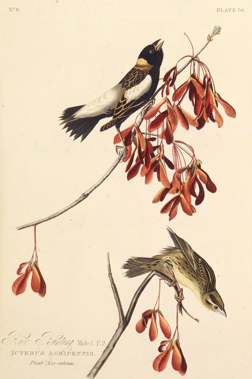 ライスバード。アメリカの鳥、1827-1838から。 作： ジョン・ジェームス・オーデュボン