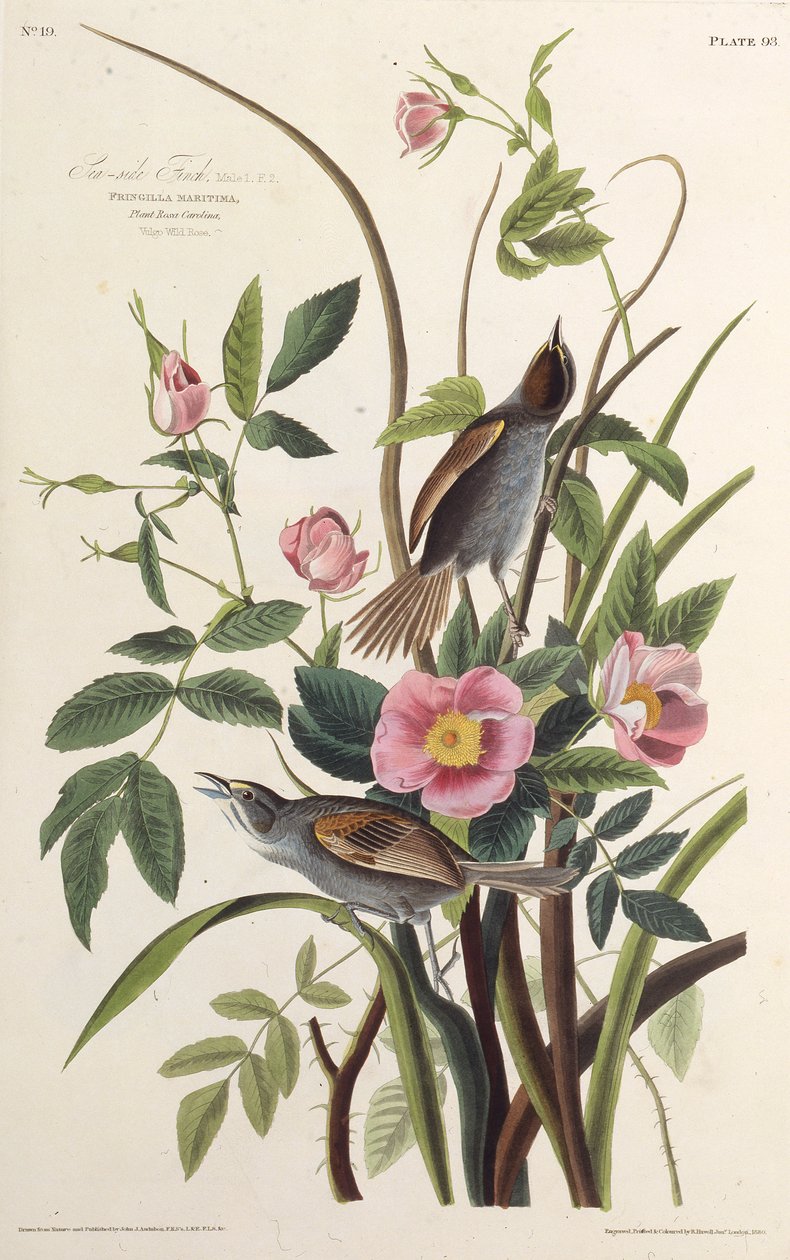 海側フィンチ。アメリカの鳥、1827-1838から。 作： ジョン・ジェームス・オーデュボン