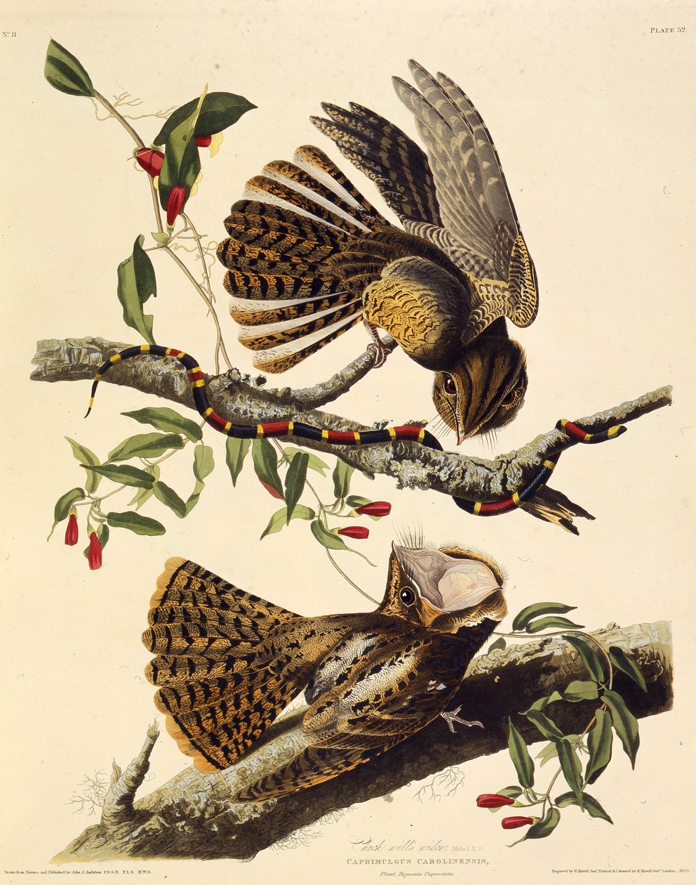 チャックウィルウィドウ。アメリカの鳥、1827-1838から。 作： ジョン・ジェームス・オーデュボン