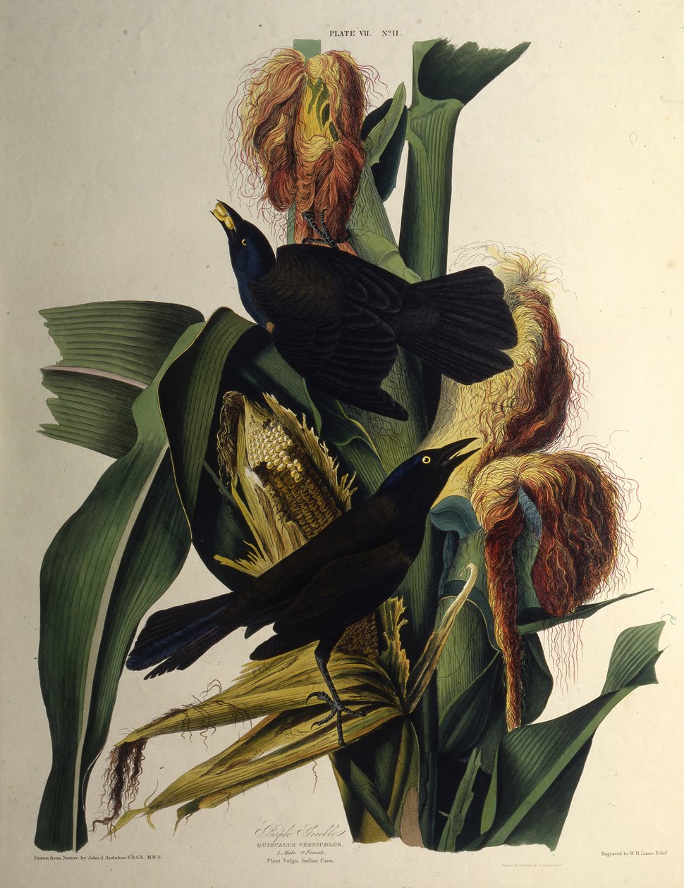 一般的なグラックル。アメリカの鳥、1827-1838から。 作： ジョン・ジェームス・オーデュボン
