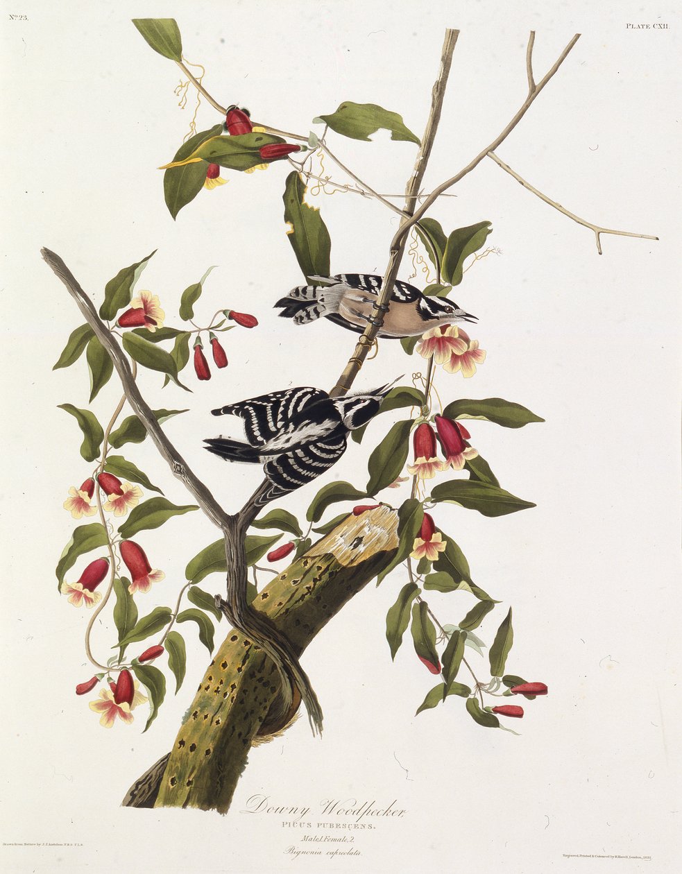 セジロコゲラ。アメリカの鳥、1827-1838から。 作： ジョン・ジェームス・オーデュボン