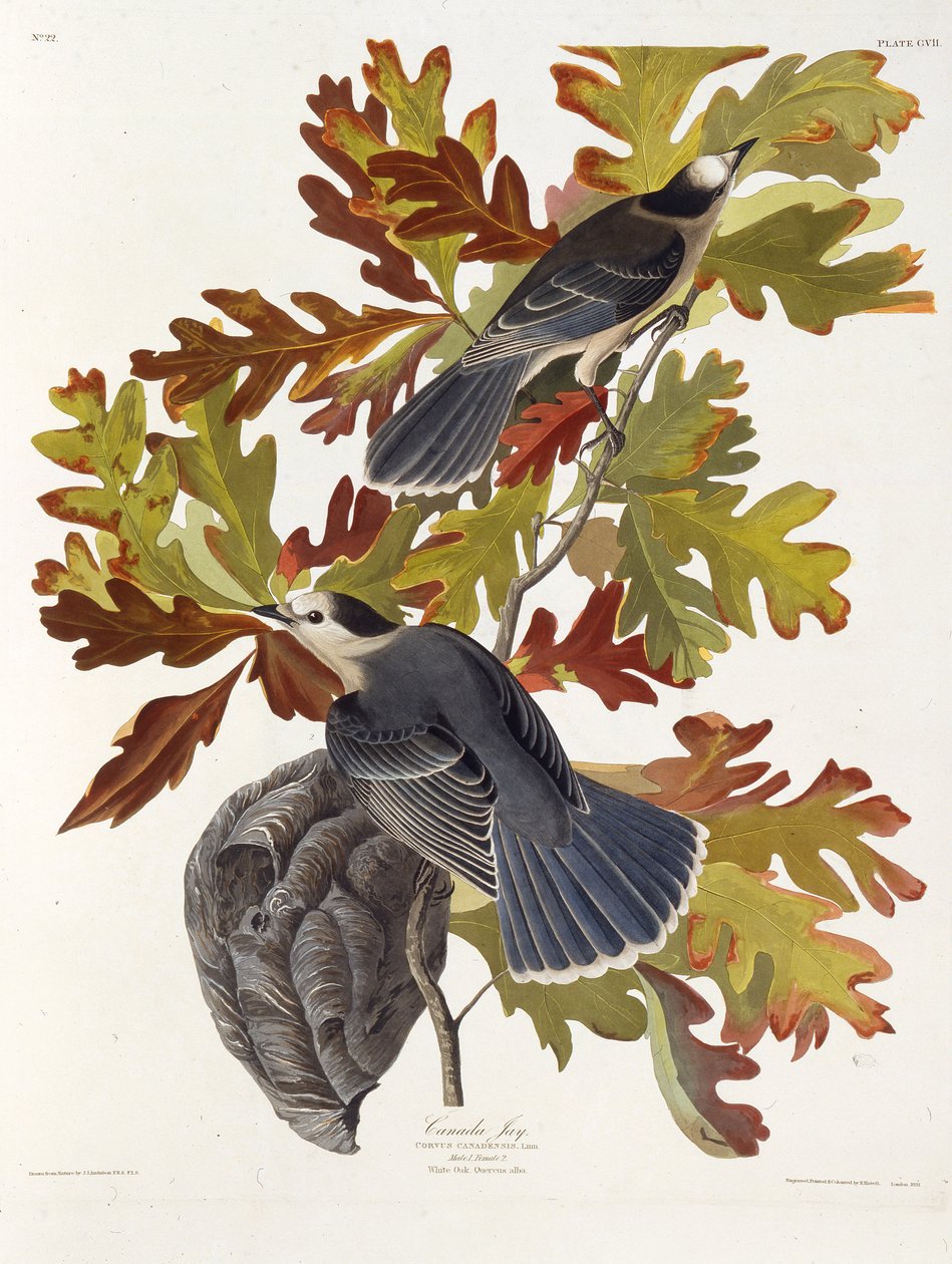 灰色のジェイ。アメリカの鳥、1827-1838から。 作： ジョン・ジェームス・オーデュボン