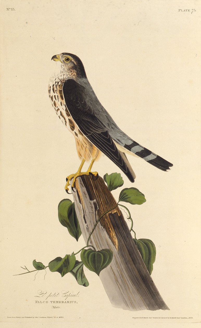 マーリン。アメリカの鳥、1827-1838から。 作： ジョン・ジェームス・オーデュボン