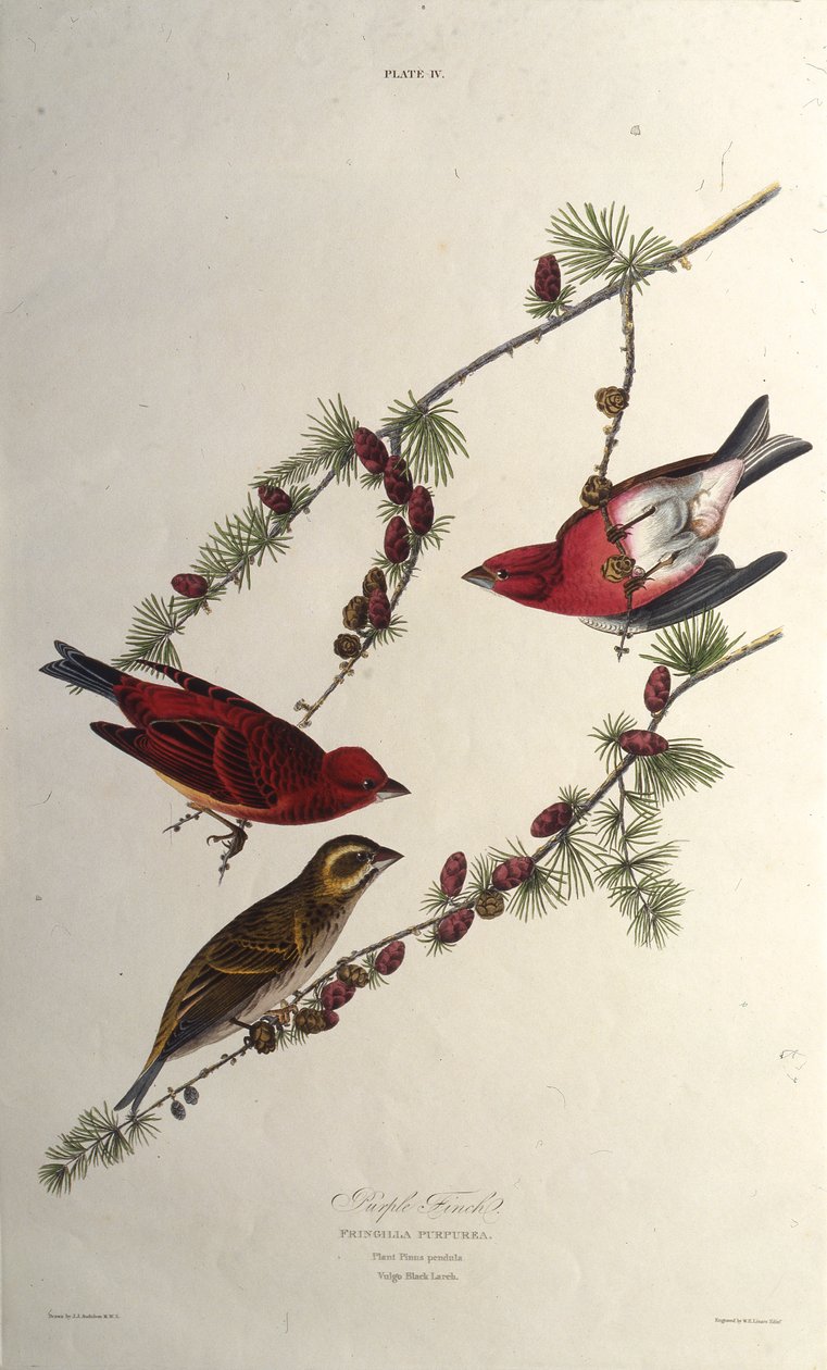 紫色のフィンチ。アメリカの鳥、1827-1838から。 作： ジョン・ジェームス・オーデュボン