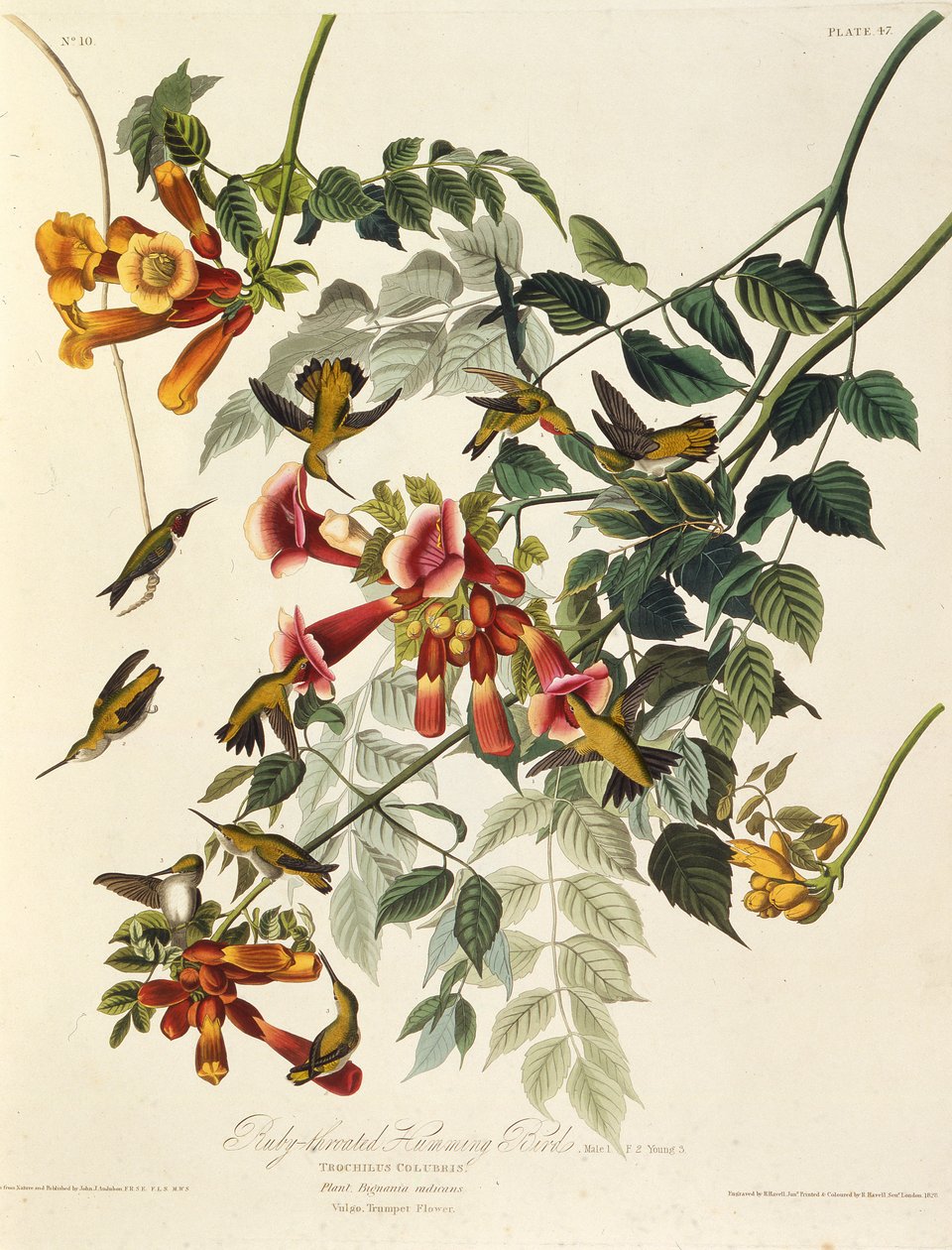 ルビーthroatedハチドリ。アメリカの鳥、1827-1838から。 作： ジョン・ジェームス・オーデュボン