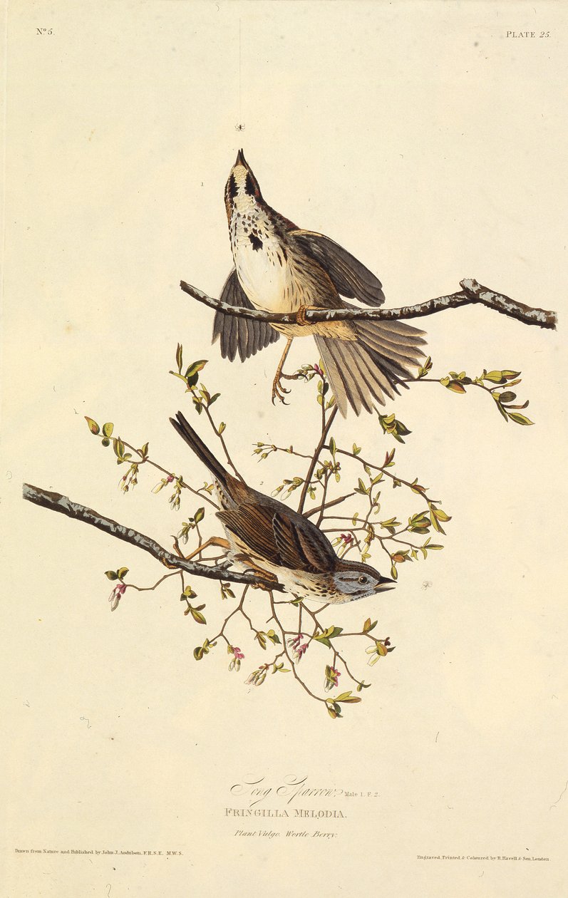 歌すずめ。アメリカの鳥、1827-1838から。 作： ジョン・ジェームス・オーデュボン