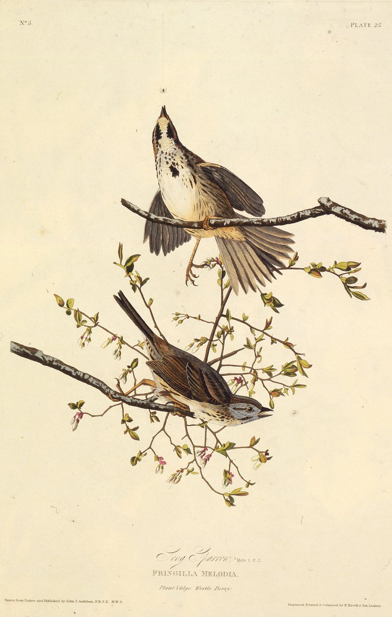 歌すずめ。アメリカの鳥、1827-1838から。 作： ジョン・ジェームス・オーデュボン