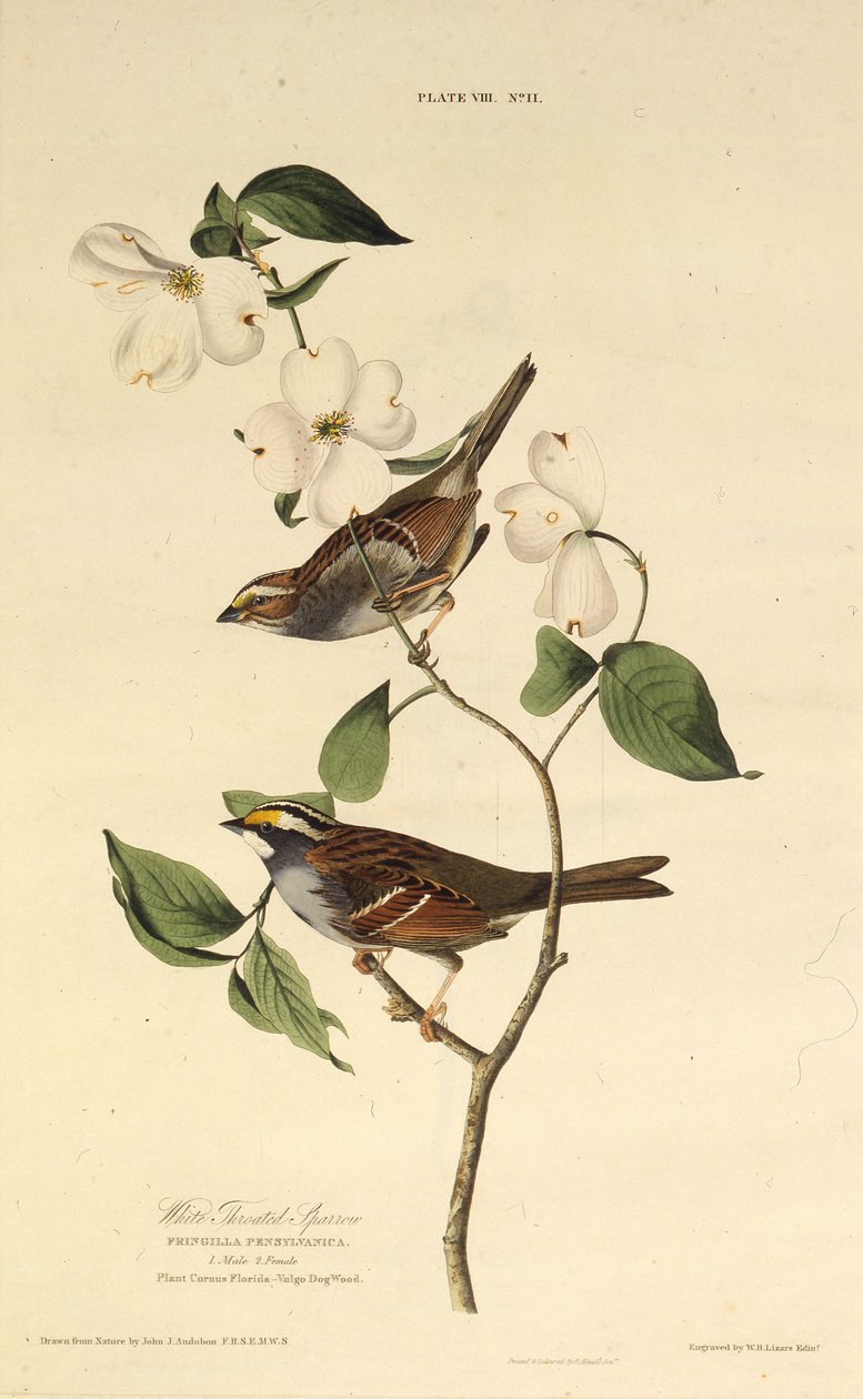白のどスズメ。アメリカの鳥、1827-1838から。 作： ジョン・ジェームス・オーデュボン