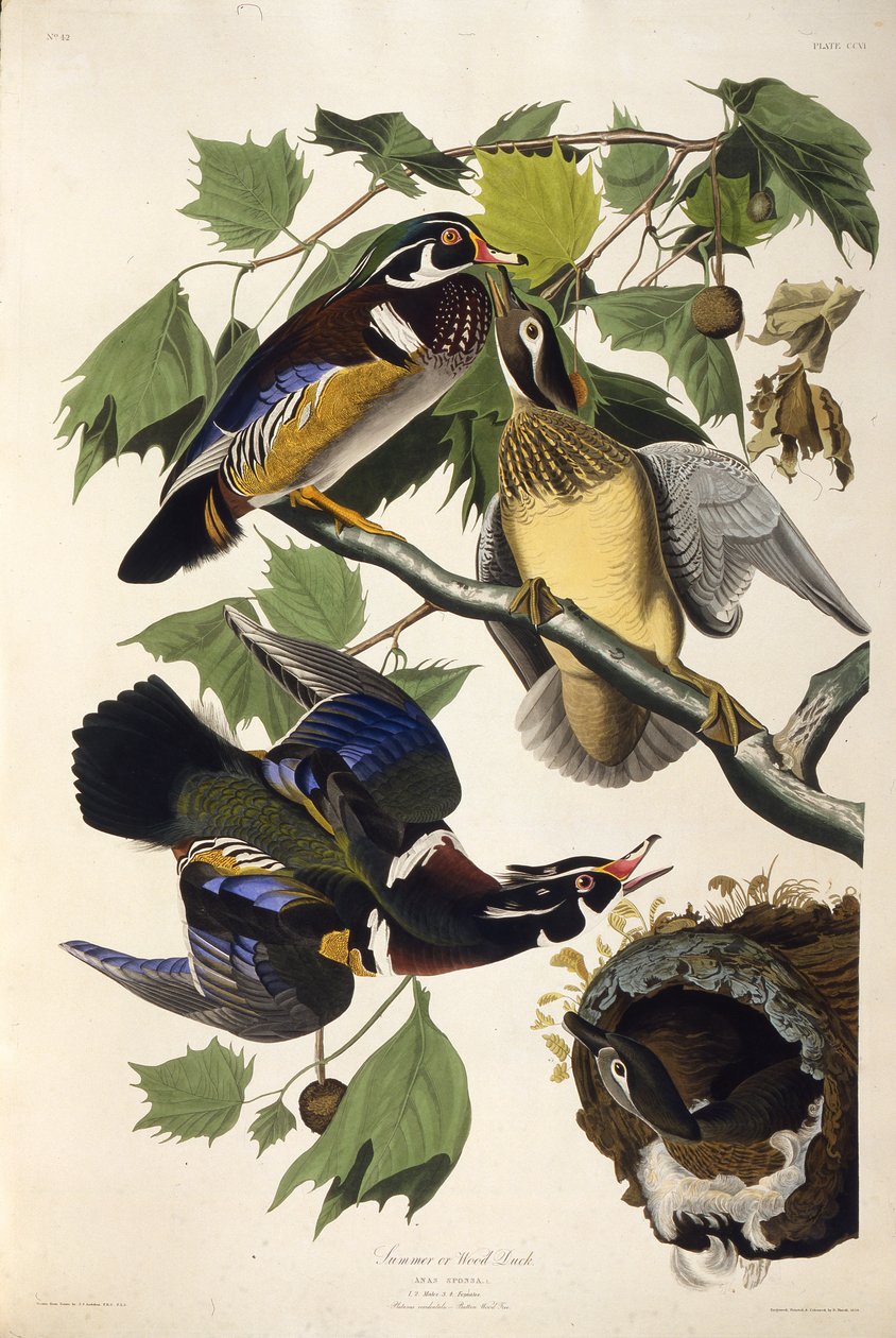 木のアヒル。アメリカの鳥、1827-1838から。 作： ジョン・ジェームス・オーデュボン