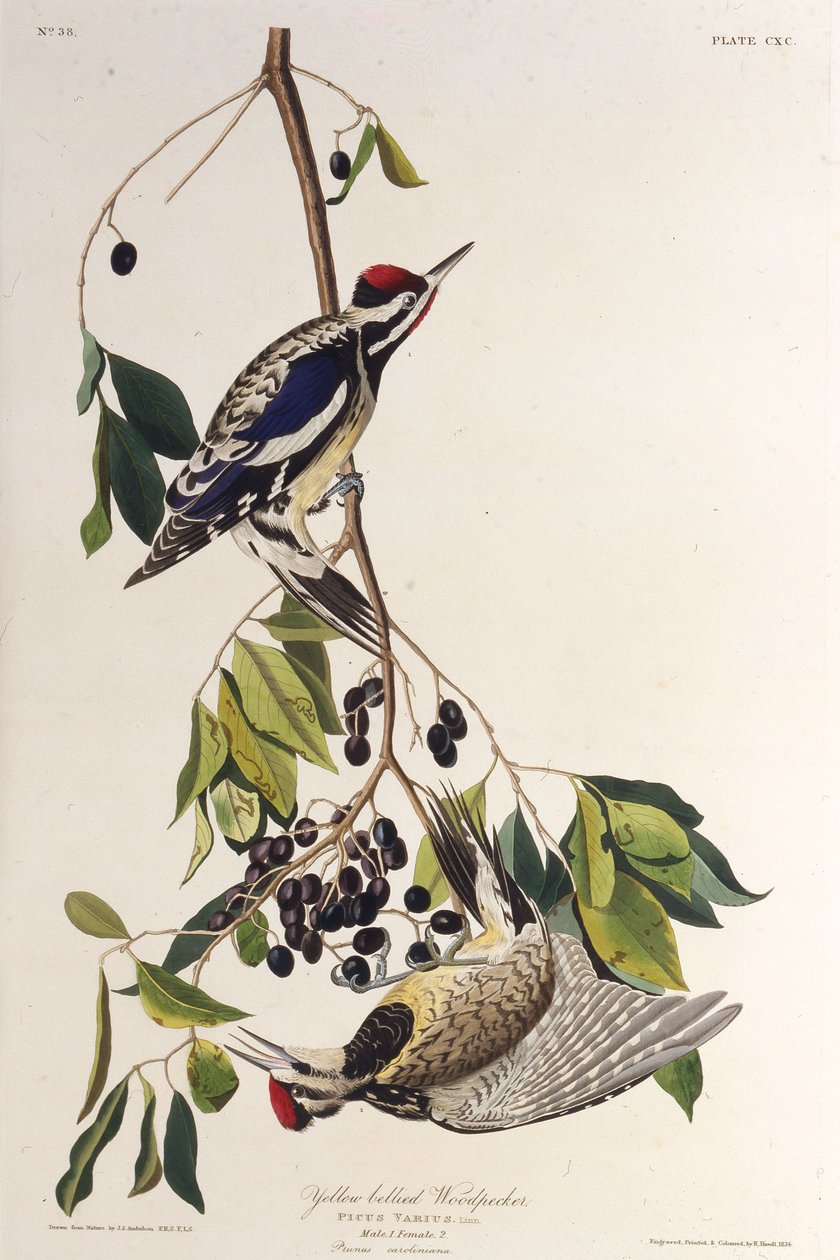 黄色い腹のサッカー。アメリカの鳥、1827-1838から。 作： ジョン・ジェームス・オーデュボン