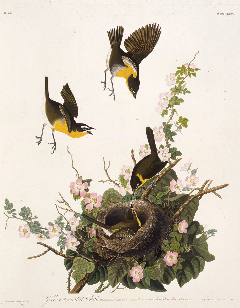黄色い胸のチャット。アメリカの鳥、1827-1838から。 作： ジョン・ジェームス・オーデュボン