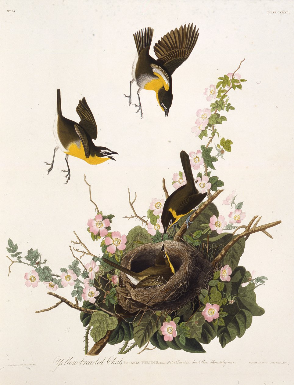 黄色い胸のチャット。アメリカの鳥、1827-1838から。 作： ジョン・ジェームス・オーデュボン