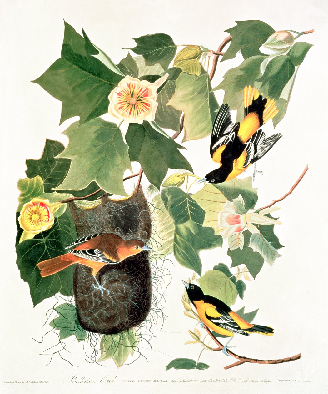 チューリップの木: Liriodendron tulipifera、「アメリカの鳥」より 作： ジョン・ジェームス・オーデュボン
