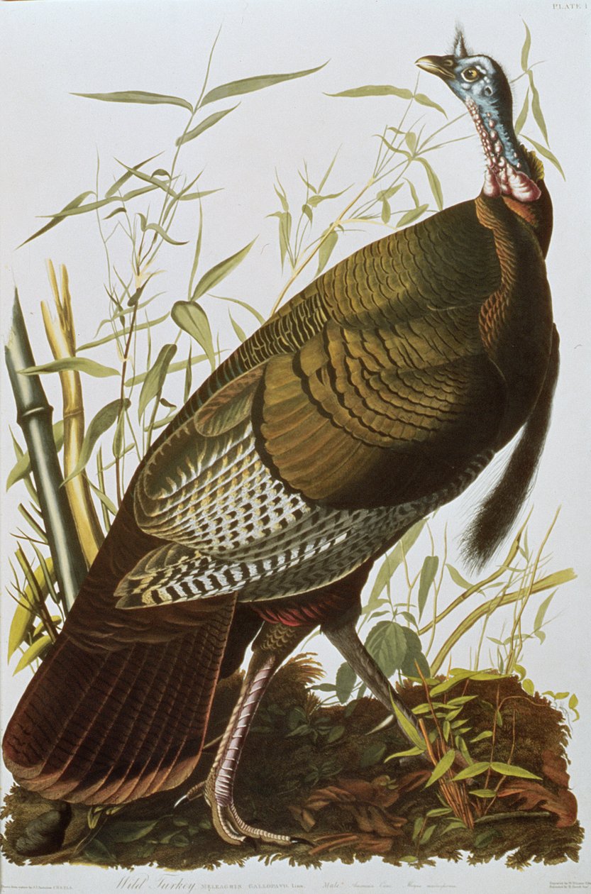 野生の七面鳥、「アメリカの鳥」から、1829 年に出版 作： ジョン・ジェームス・オーデュボン