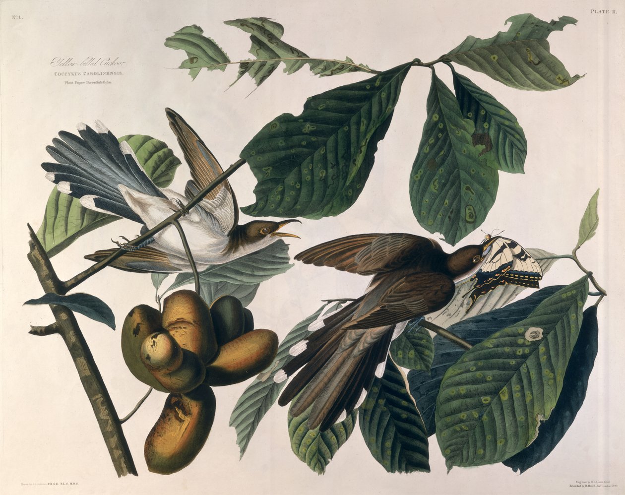 ウィリアムホームリザーズ（1788-1859）によって彫刻され、ロバートハヴェル（1793-1878）1829によって修正された、「アメリカの鳥」からの黄色請求ハト 作： ジョン・ジェームス・オーデュボン