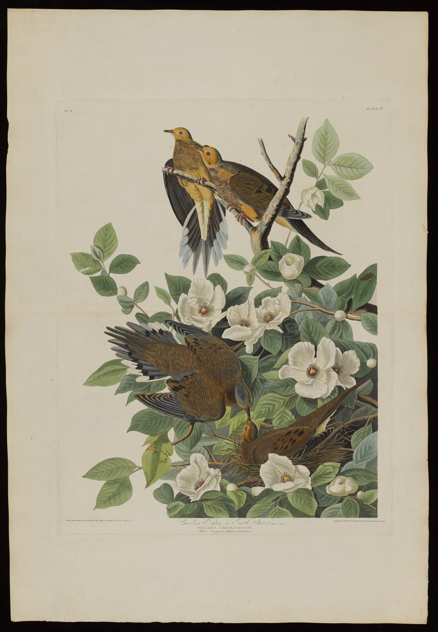 ロバートハヴェル（1793-1878）によって刻まれたバーズオブアメリカのカロライナピジョンまたはカメ鳩 作： オーデュボン後のジョン・ジェームズ