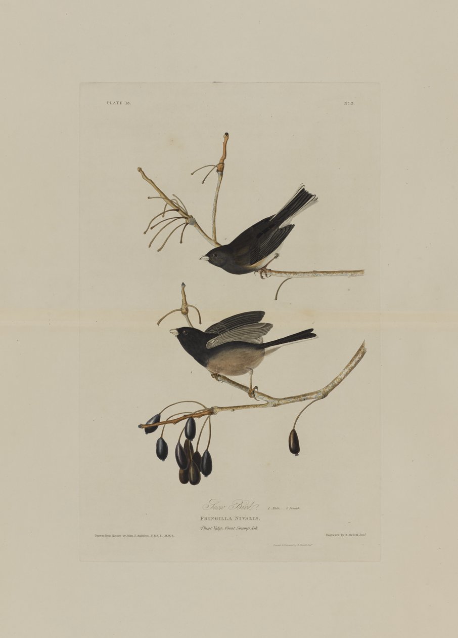 ロバートハヴェル（1793-1878）によって彫刻されたアメリカの鳥からの雪の鳥 作： オーデュボン後のジョン・ジェームズ