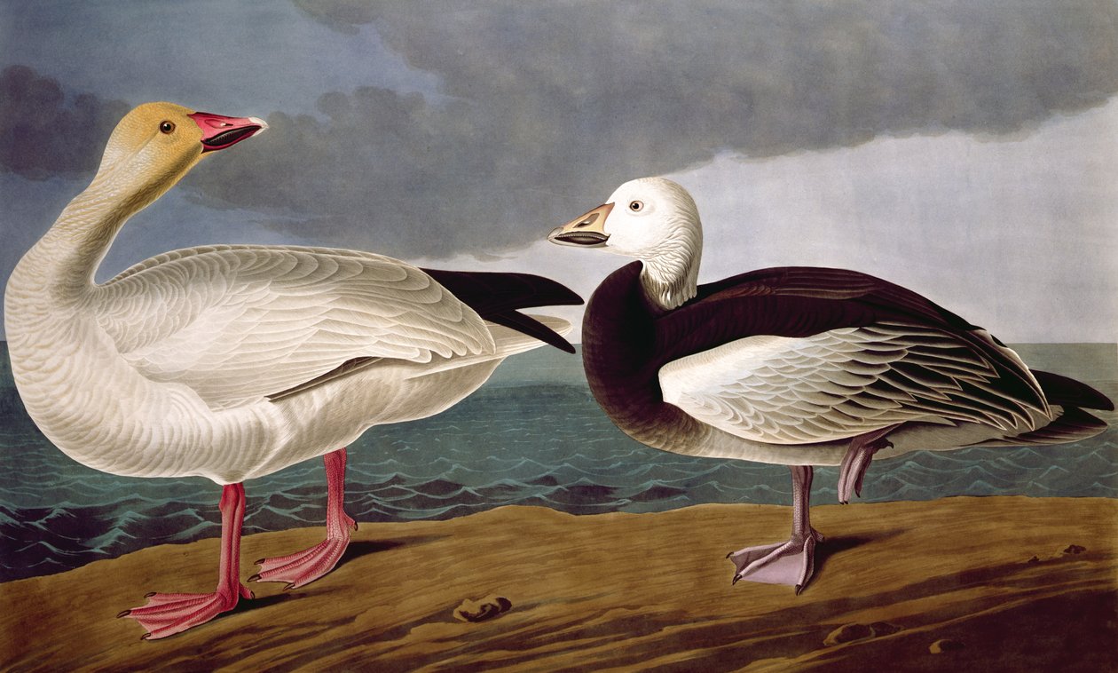 バードオブアメリカのスノーグース、ロバートハヴェル（1793-1878）1837によって彫刻 作： オーデュボン後のジョン・ジェームズ