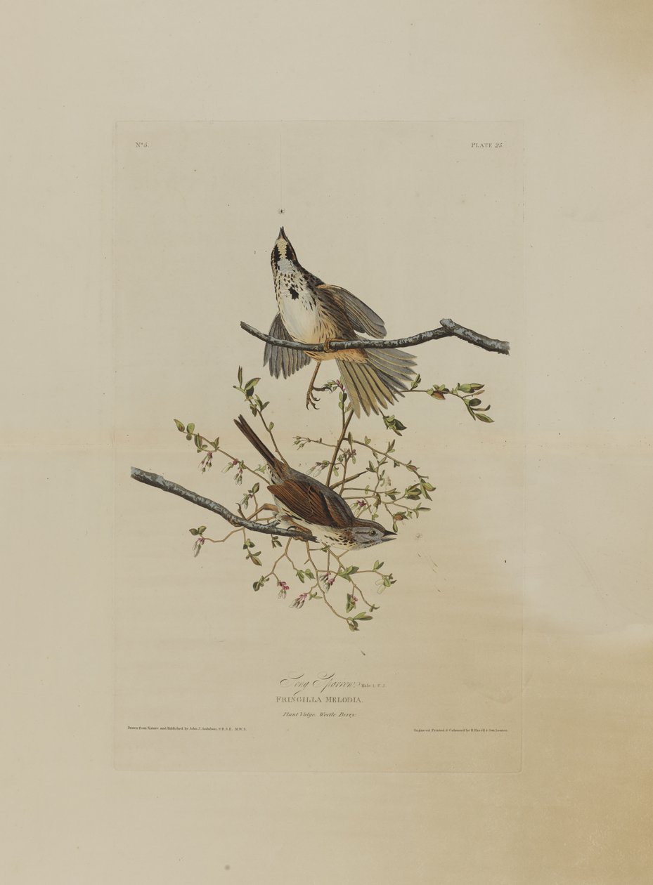 バードオブアメリカのロバートハヴェル（1793-1878）によって彫刻された歌雀 作： オーデュボン後のジョン・ジェームズ