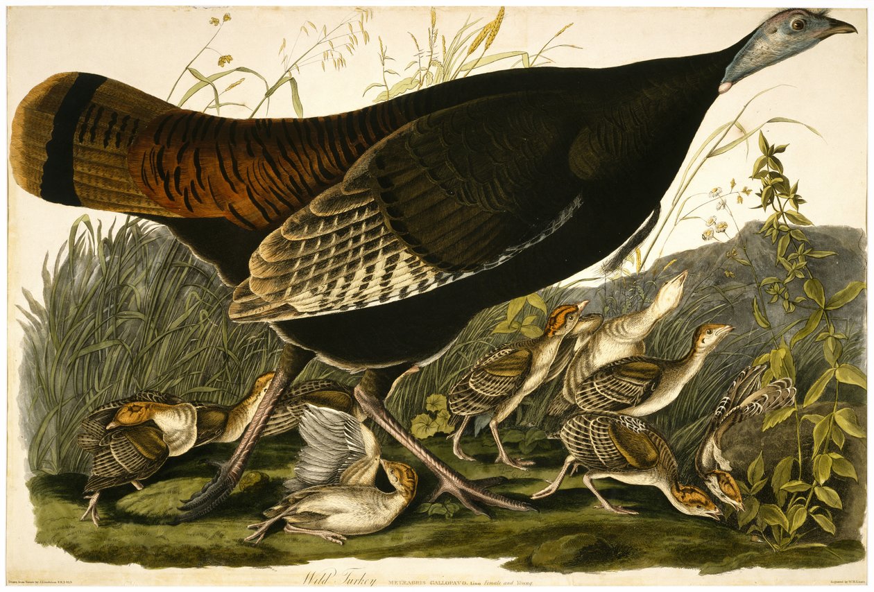ウィリアムホームリザーズ（1788-1859）c.1827-32で彫刻された野生のトルコ 作： オーデュボン後のジョン・ジェームズ