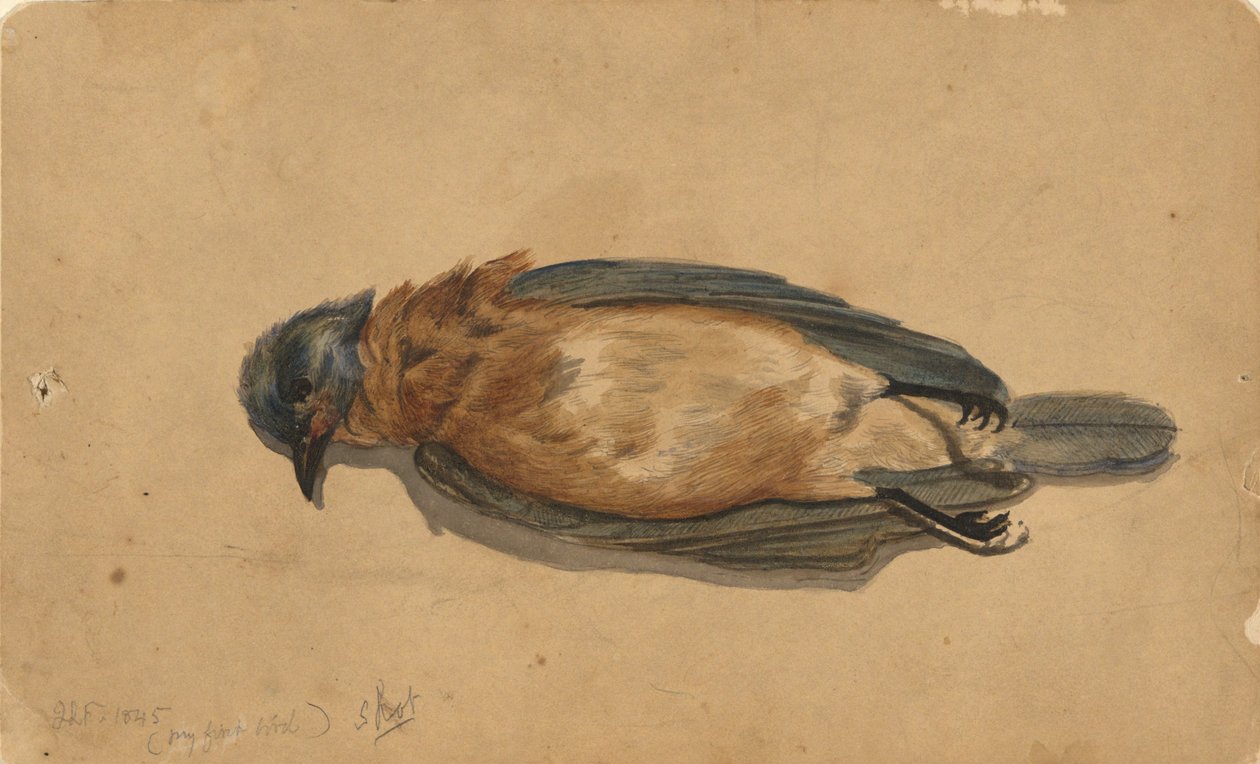 死んだ鳥 作： ジョン・ラ・ファージ