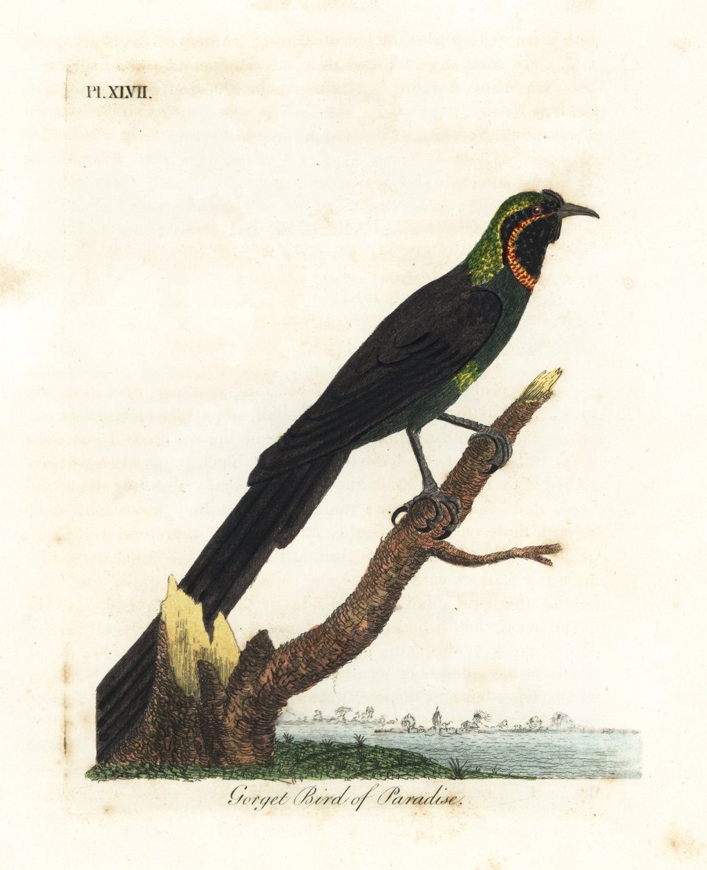Arfak アストラピア、アストラピア ニグラ (Gorget 楽園の鳥、Paradise gularis)。 ジョン・レイサムが自身の鳥類の一般史、ウィンチェスターから描いて彫刻した手彩色の銅版 作： ジョン・レーサム