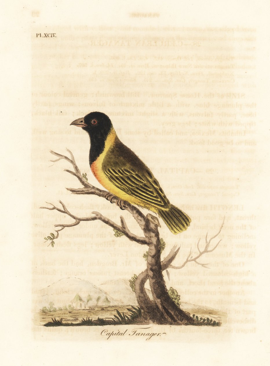 黒頭の黄色い襟の織工、Ploceus melanocephalus capitalis (Capital tanager、Tanagra capitalis)。 ジョン・レイサムが自身の鳥類の一般史、ウィンチェスターから描いて彫刻した手彩色の銅版 作： ジョン・レーサム
