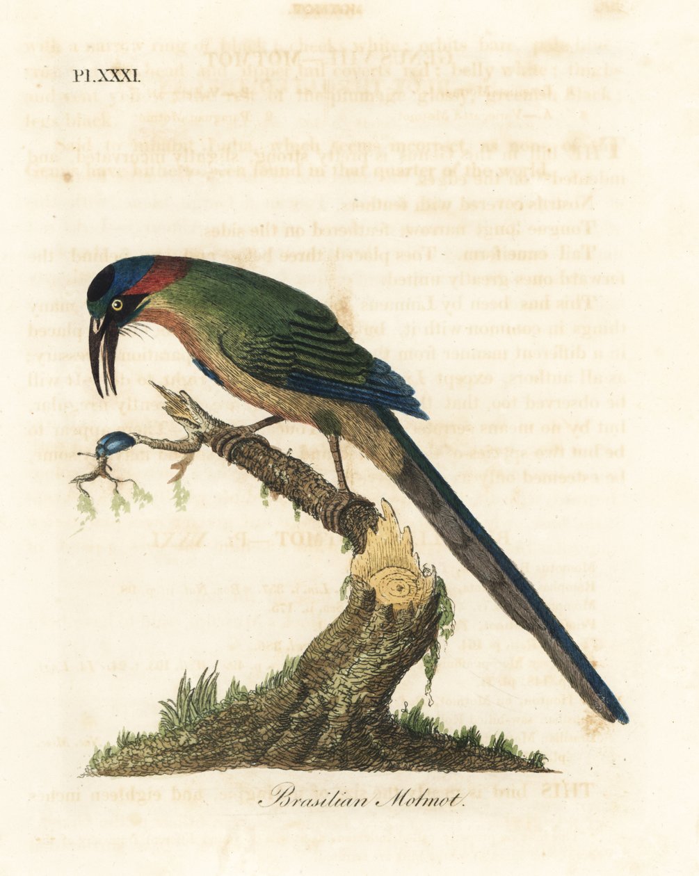 青冠モモット、Momotus momota (ブラジルモモット、Momotus brasiliensis)。 ジョン・レイサムが自身の鳥類の一般史、ウィンチェスターから描いて彫刻した手彩色の銅版 作： ジョン・レーサム