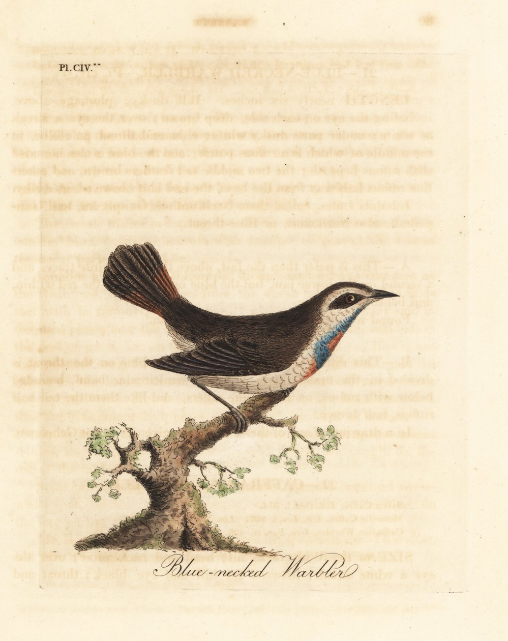 Bluethroat、Luscinia svecica (インドでは、ガンピゲラ、ニールクンティー、ガンペドラブとしても知られている、青い首のウグイス)。 ジョン・レイサムが自身の鳥類の一般史、ウィンチェスターから描いて彫刻した手彩色の銅版 作： ジョン・レーサム