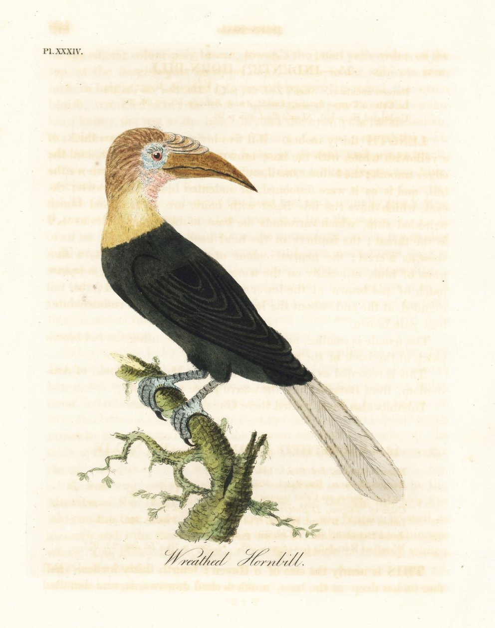 ブライスまたはパプア サイチョウ、Rhyticeros plicatus (リースド サイチョウ、Buceros plicatus)。 ジョン・レイサムが自身の鳥類の一般史、ウィンチェスターから描いて彫刻した手彩色の銅版 作： ジョン・レーサム