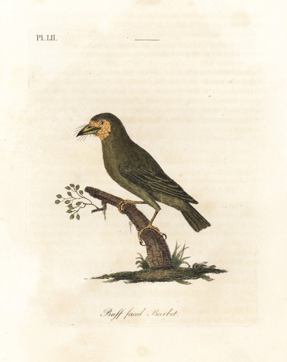 茶色の頭のゴシキドリ、Megalaima zeylanica? (Buff-faced barbet、Bucco lathami)。 大英博物館の Megalaima lathami とラベル付けされた標本から。 ジョン・レイサムが自身の鳥類の一般史、ウィンチェスターから描いて彫刻した手彩色の銅版 作： ジョン・レーサム