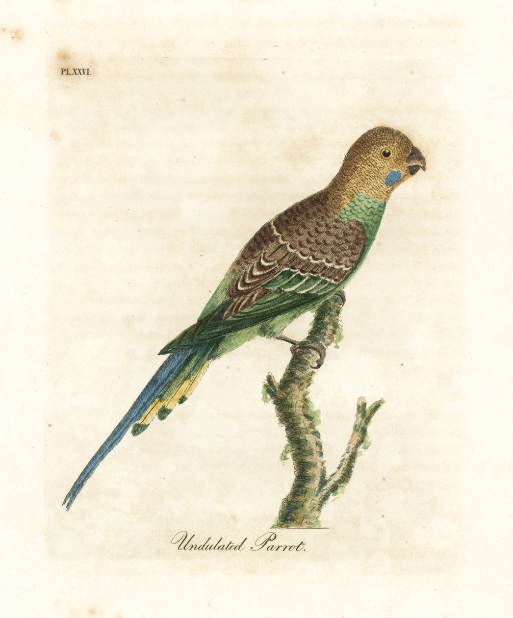セキセイインコ、Melopsittacus undulatus (うねったオウム、Psittacus undulatus)。 ジョン・レイサムが自身の鳥類の一般史、ウィンチェスターから描いて彫刻した手彩色の銅版 作： ジョン・レーサム