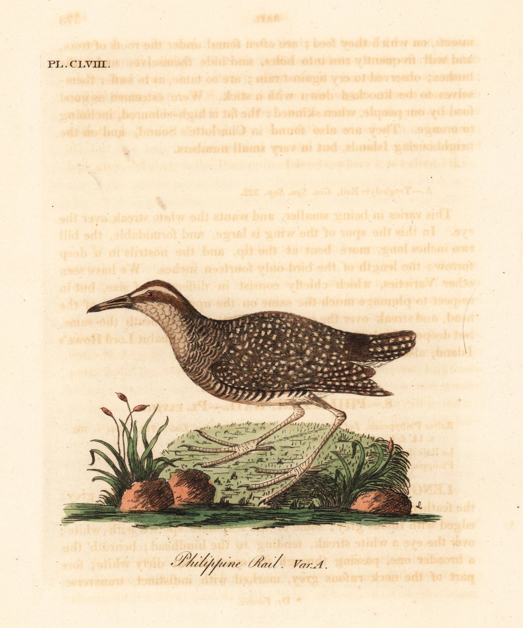 Buff-banded rail、Gallirallus philippensis (フィリピンレール、Rallus philippensis)。 ジョン・レイサムが自身の鳥類の一般史、ウィンチェスターから描いて彫刻した手彩色の銅版 作： ジョン・レーサム
