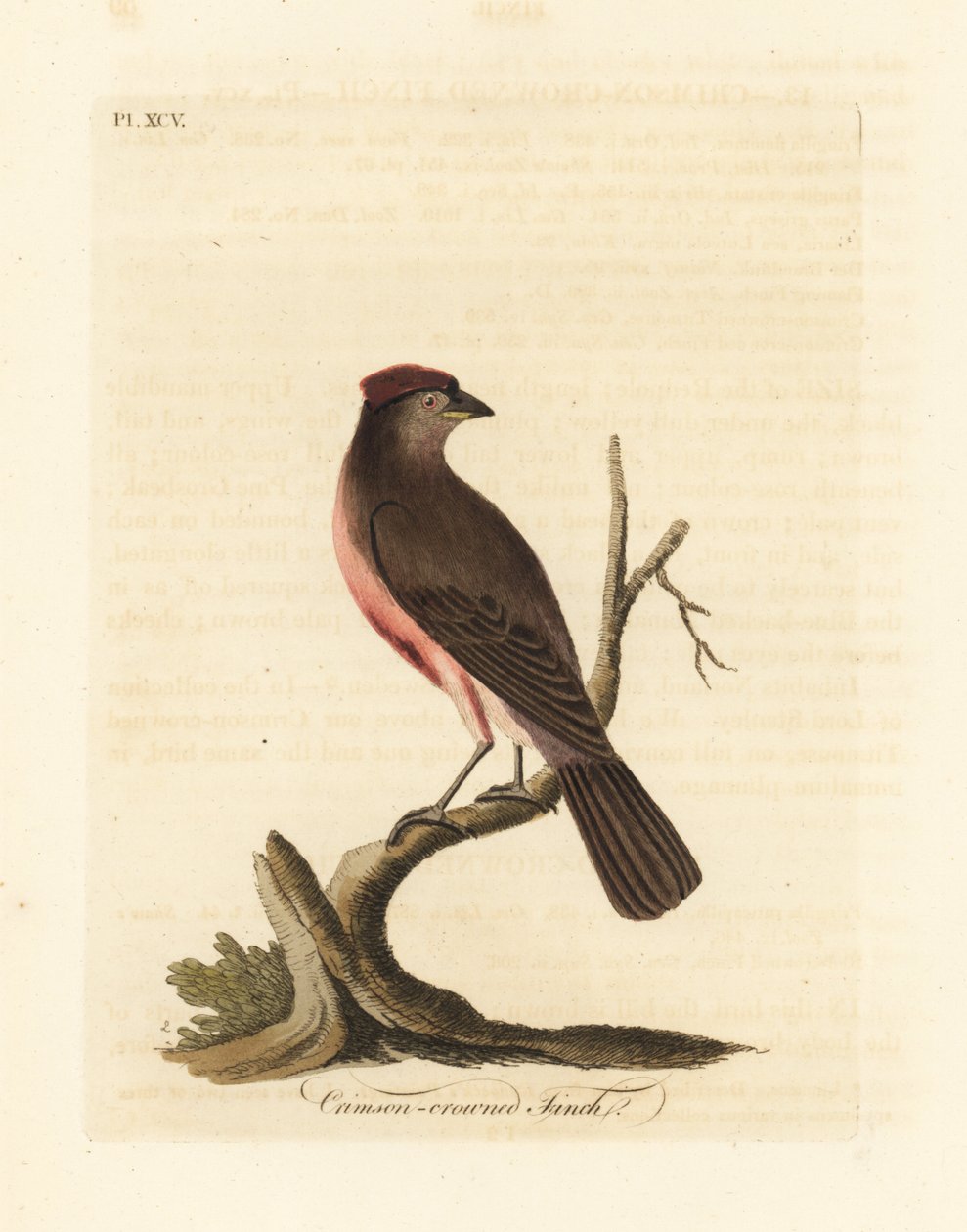 一般的なレッドポール、Carduelis flammea (Crimson-crowned finch、Fringilla flammea)。 ジョン・レイサムが自身の鳥類の一般史、ウィンチェスターから描いて彫刻した手彩色の銅版 作： ジョン・レーサム