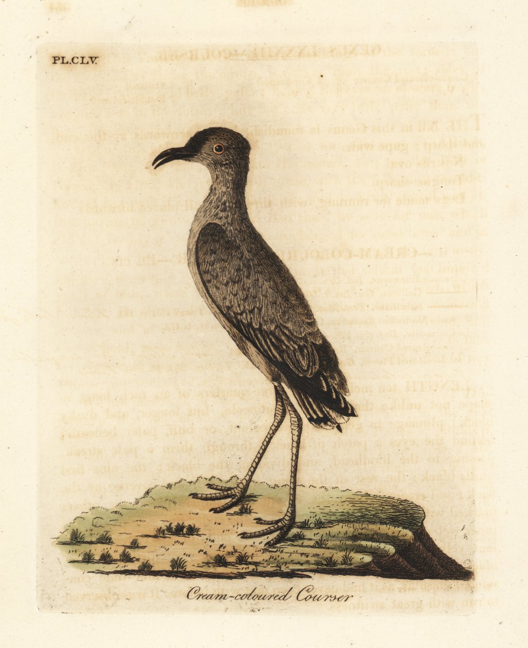 クリーム色のコースター、クルソリウス カーソル (Cursorius europaeus)。 ジョン・レイサムが自身の鳥類の一般史、ウィンチェスターから描いて彫刻した手彩色の銅版 作： ジョン・レーサム