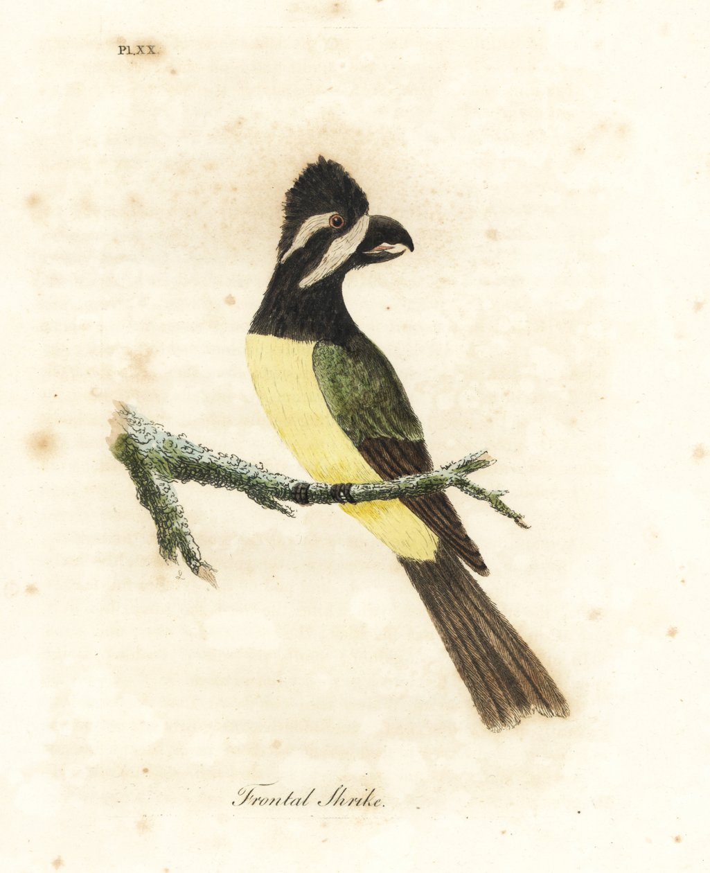 カンムリ モズ、Falcunculus frontatus (前頭モズ、Lanius frontatus)。 ジョン・レイサムが自身の鳥類の一般史、ウィンチェスターから描いて彫刻した手彩色の銅版 作： ジョン・レーサム