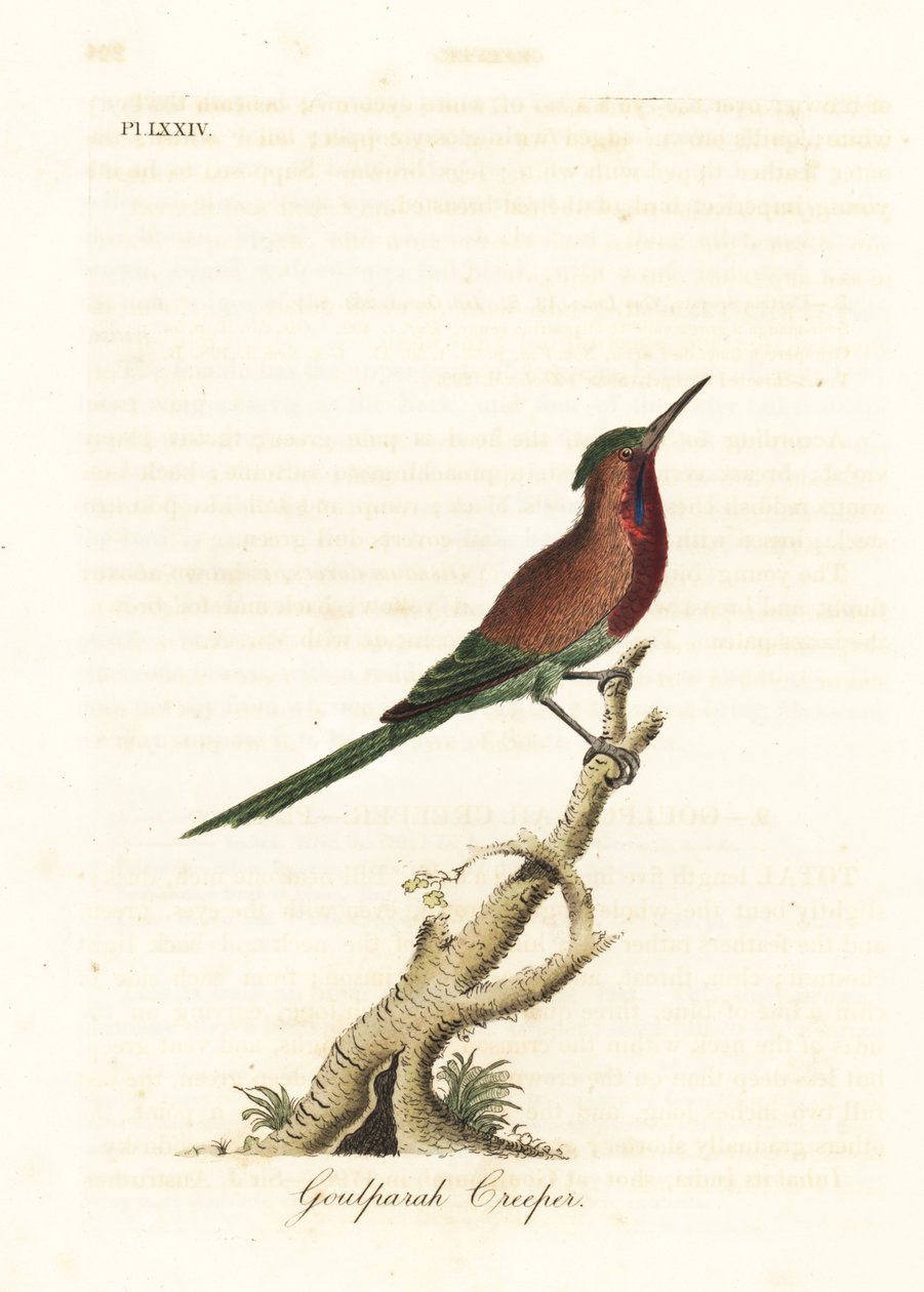 真紅のサンバード、Aethopyga siparaja seheriae (Goulpourah クリーパー)。 ジョン・レイサムが自身の鳥類の一般史、ウィンチェスターから描いて彫刻した手彩色の銅版 作： ジョン・レーサム