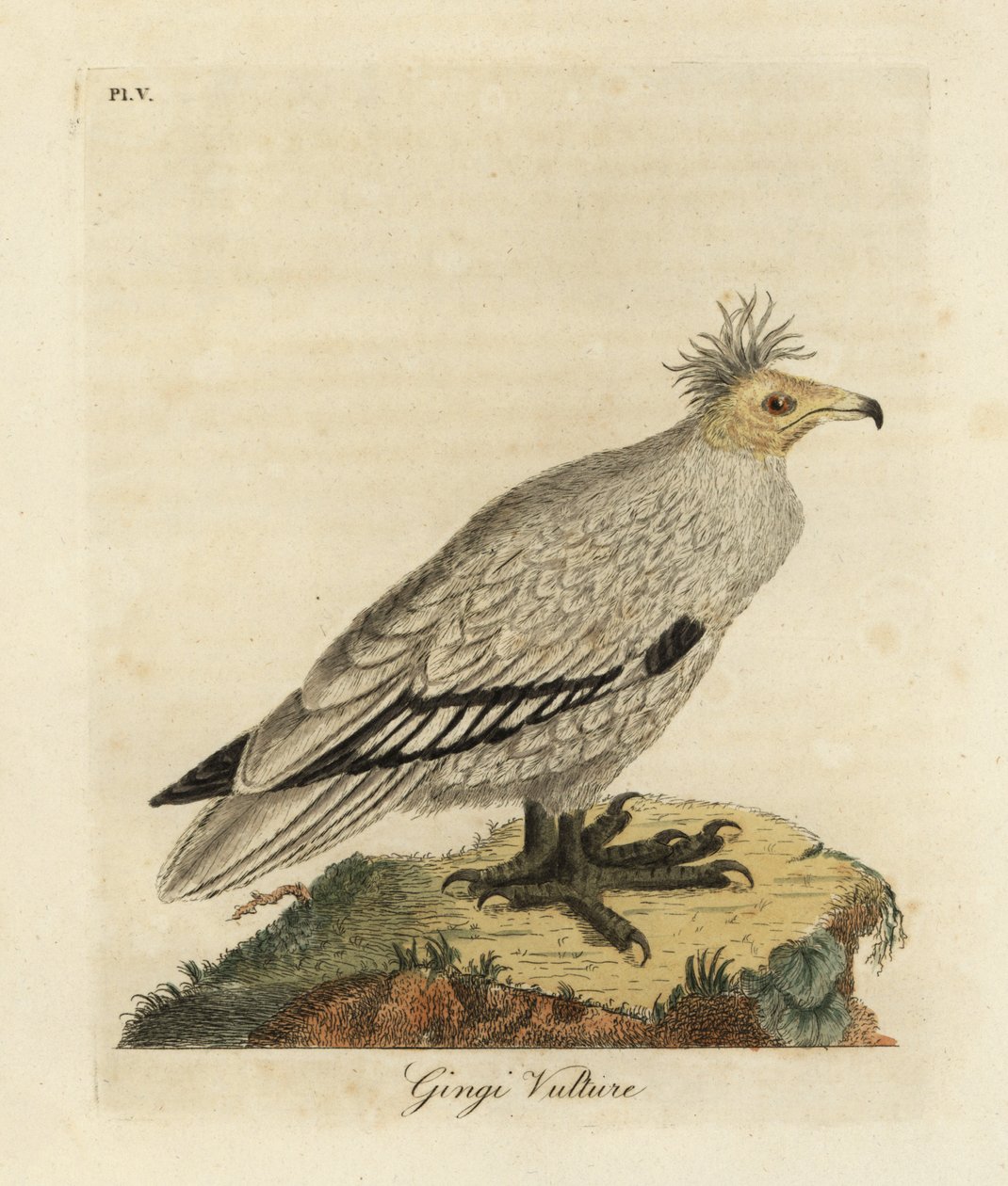 エジプトのハゲタカ、Neophron percnopterus ginginianus.1824 (彫刻) 作： ジョン・レーサム