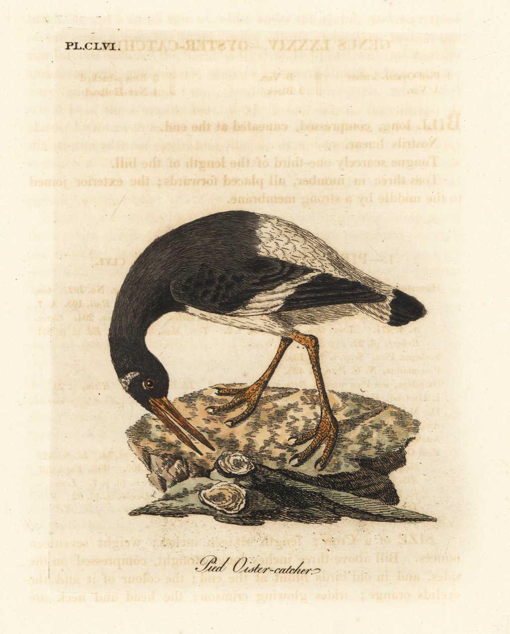 ユーラシアまたは足のミヤコドリ、Haematopus ostralegus。 ジョン・レイサムが自身の鳥類の一般史、ウィンチェスターから描いて彫刻した手彩色の銅版 作： ジョン・レーサム