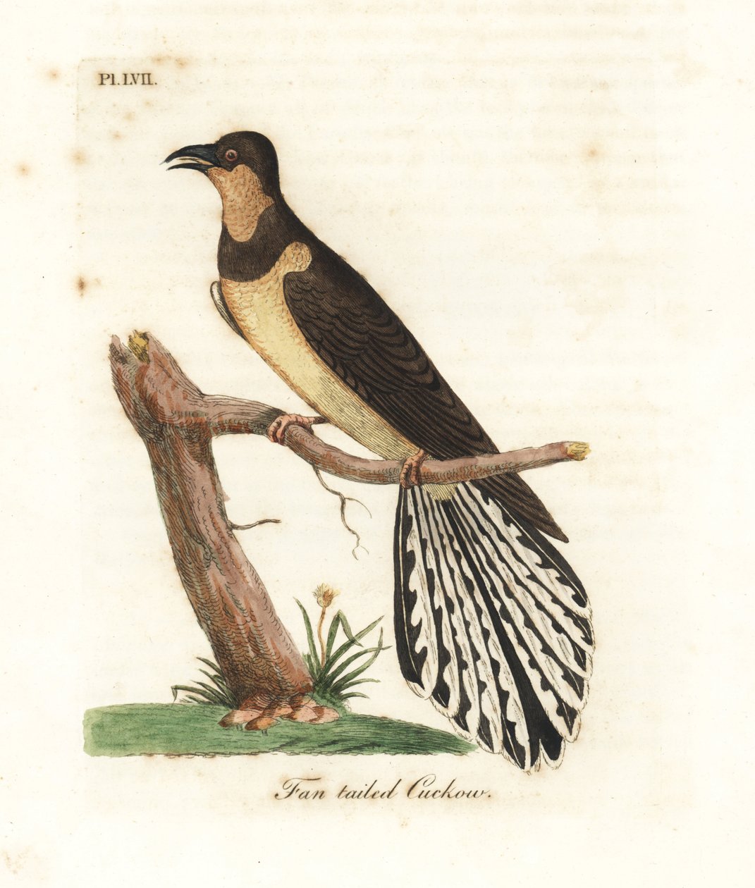扇尾カッコウ、Cacomantis flabelliformis。 ジョン・レイサムが自身の『鳥の一般史』ウィンチェスターから描いて彫刻した手彩色の銅版 作： ジョン・レーサム