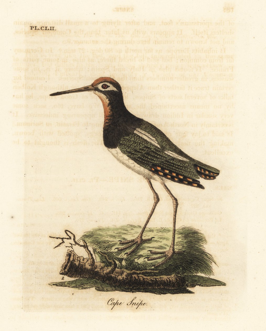 オオペンキシギ、Rostratula benghalensis (ケープ シギ、Scolopax capensis)。 ジョン・レイサムが自身の鳥類の一般史、ウィンチェスターから描いて彫刻した手彩色の銅版 作： ジョン・レーサム