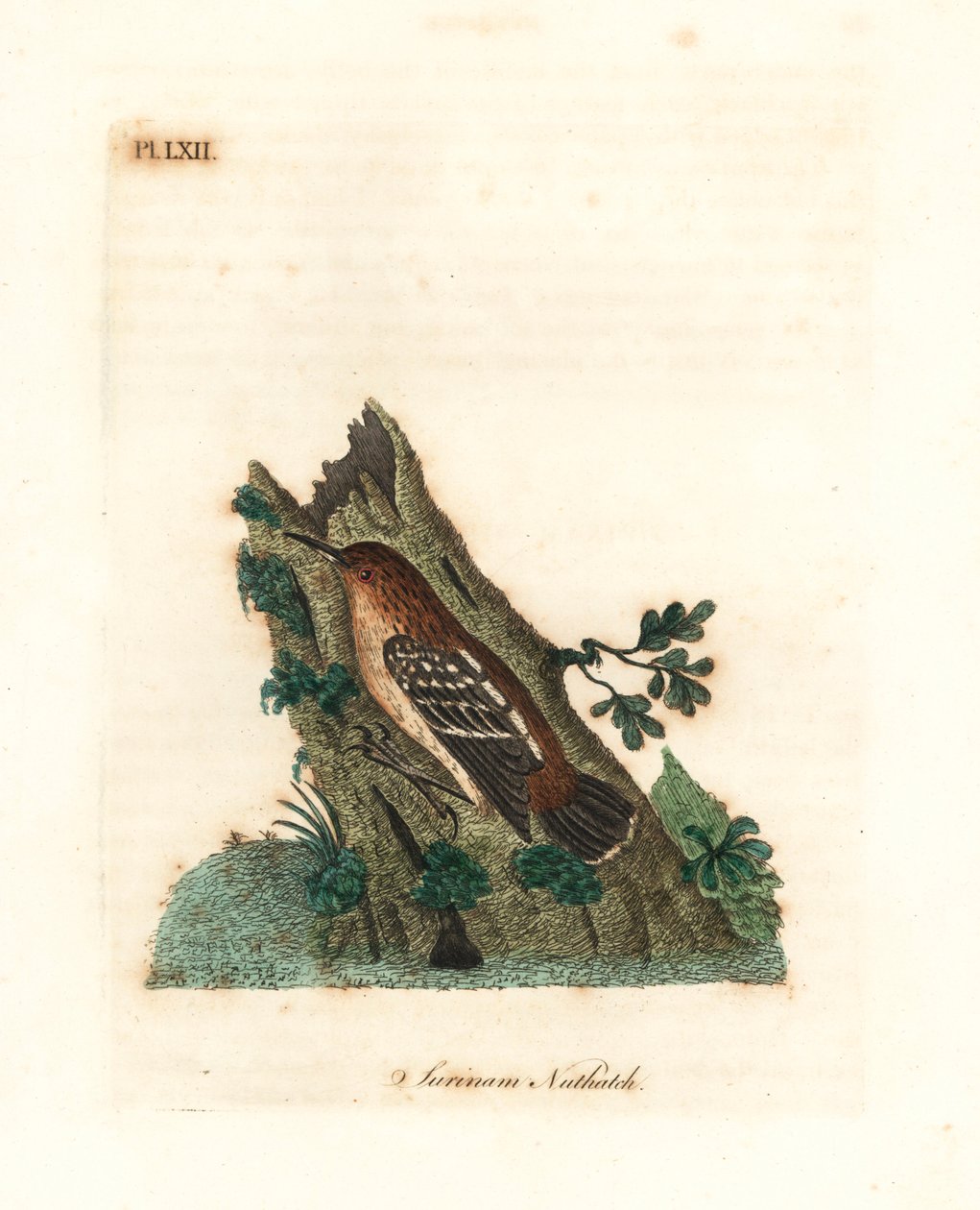 ギアナン ストリートアントレン、Myrmotherula surinamensis。 脆弱。 (Surinam ゴジュウカラ、Sitta surinamensis。) John Latham が自身の A General History of Birds、ウィンチェスターから描き、彫刻した手彩色の銅版 作： ジョン・レーサム