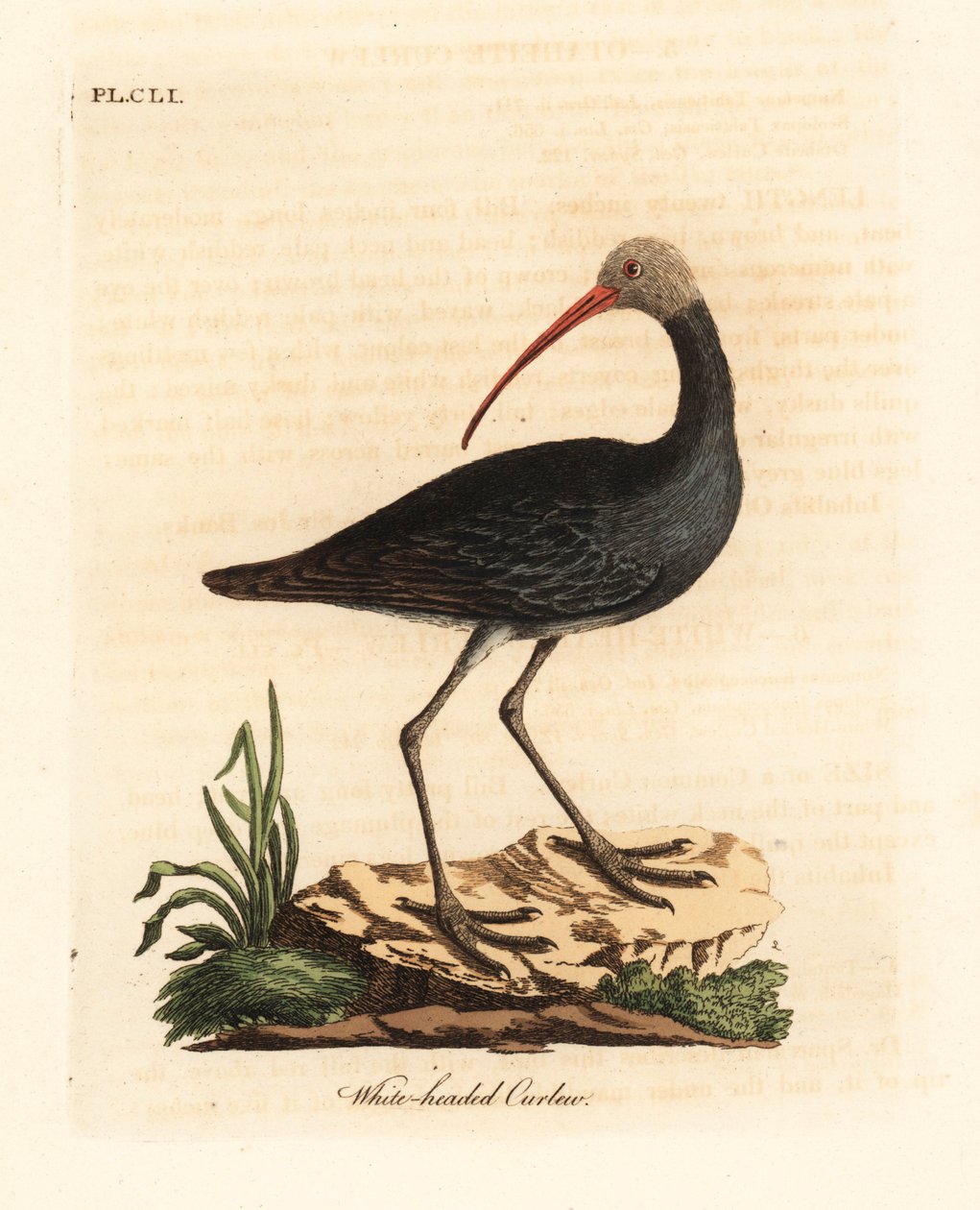 Hadada または hadeda ibis、Bostrychia hagedash? (ホワイトヘッドのカーリュー、Numenius leucocephalus。) ジョン・レイサムが自作の鳥の一般史、ウィンチェスターから描き、彫刻した手彩色の銅版画 作： ジョン・レーサム