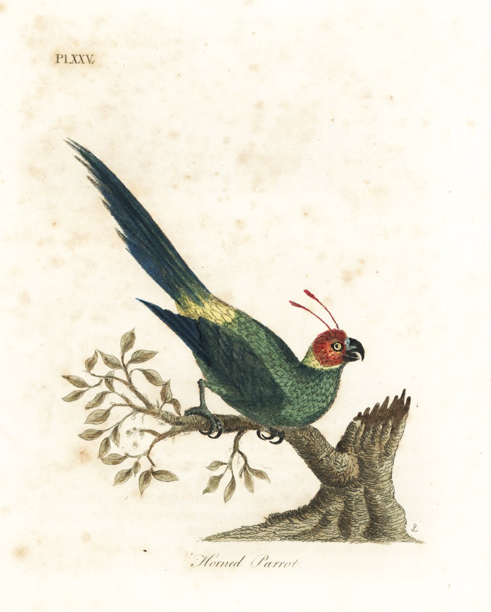 ツノインコ、Eunymphicus cornutus。 Vulnerable (角のあるオウム、Psittacus bisetis。) John Latham が彼自身の A General History of Birds, Winchester から描き、彫刻した手彩色の銅版 作： ジョン・レーサム