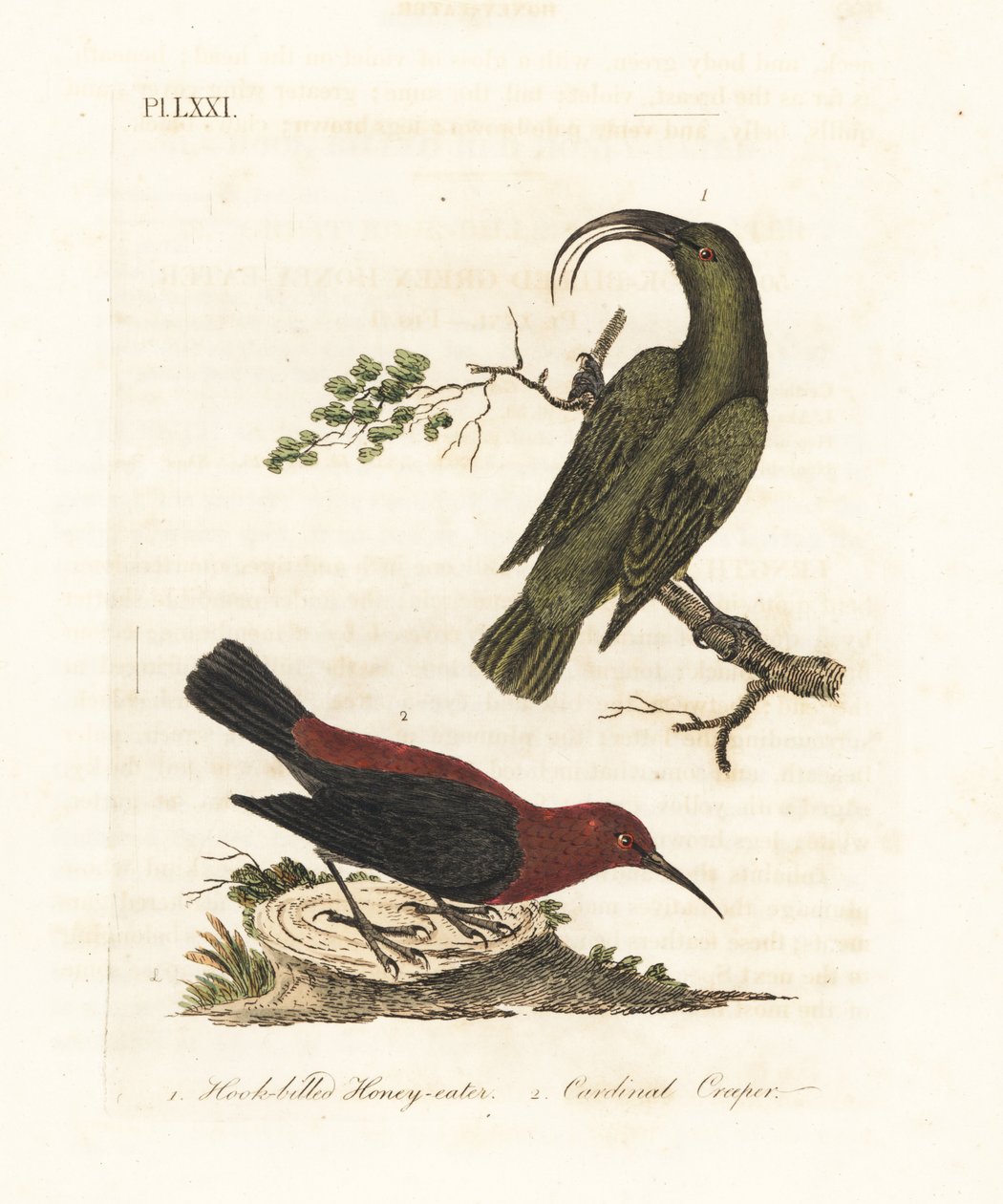 レッサー アキアロア、Hemignathus obscurus (絶滅) および枢機卿ミゾメラ、Myzomela cardinalis。 (ハワイ原産のハチハチミツバチ Certhia obscura と、バヌアツのタンナ原産のカーディナル ハニーイーター Certhia cardinalis。) 手彩色の銅版 作： ジョン・レーサム