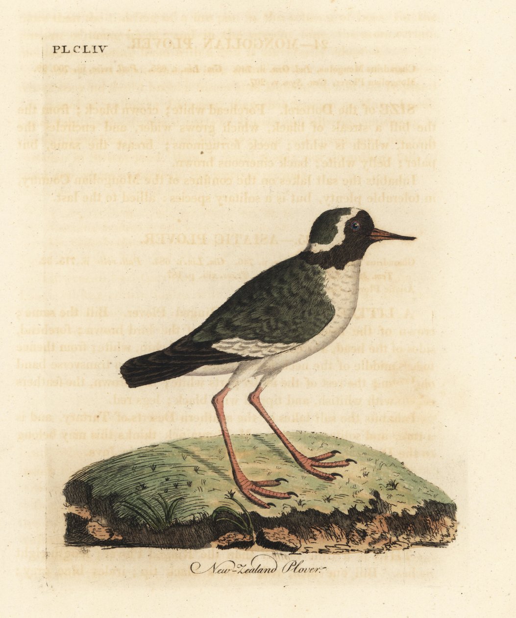ニュージーランドチドリ、Charadrius あいまい (Charadrius novae Zealandiae)。 絶滅危惧種。 ジョン・レイサムが自身の鳥類の一般史、ウィンチェスターから描いて彫刻した手彩色の銅版 作： ジョン・レーサム