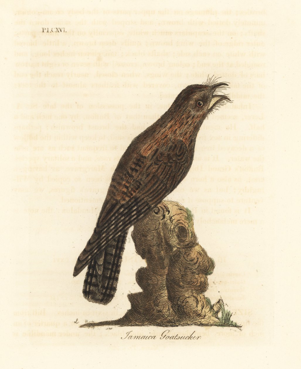 北ポトゥー、Nyctibius jamaicensis (ジャマイカ ゴーアッカー、Caprimulgus jamaicensis)。 ジョン・レイサムが自身の鳥類の一般史、ウィンチェスターから描いて彫刻した手彩色の銅版 作： ジョン・レーサム